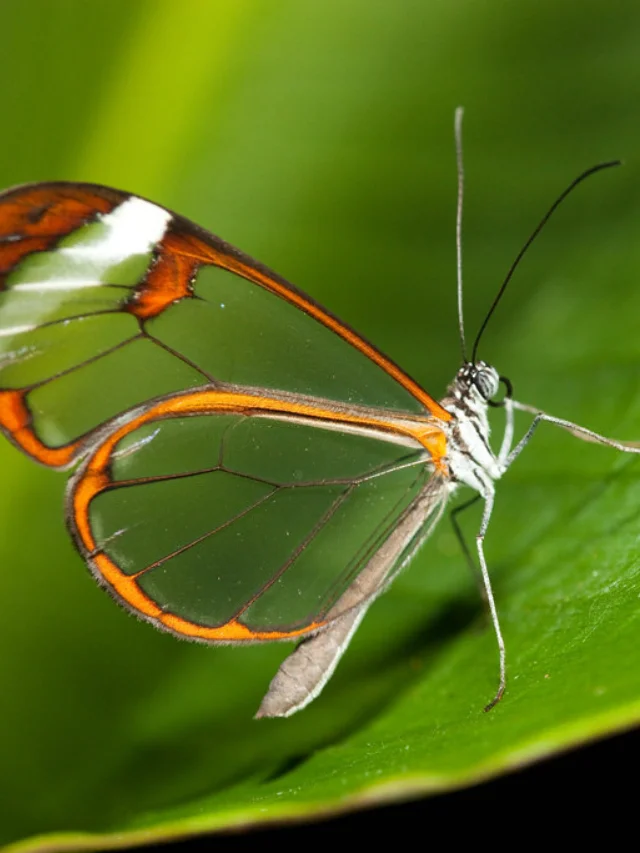 Beautiful Animals in the world Glass winged Butterfly